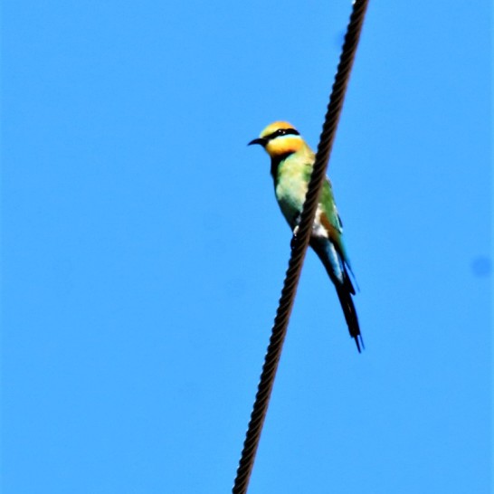 rainbow bee-eater2