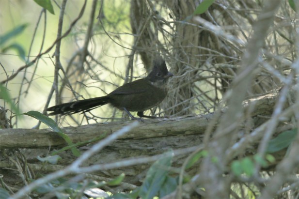 Whipbird, Eastern fem