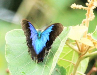 Butterfly, Ulysseys 2