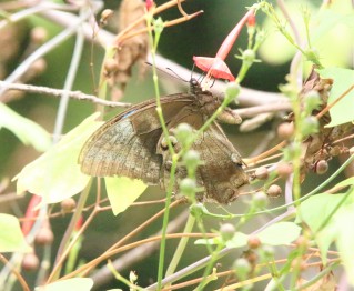 Butterfly, Ulysseys