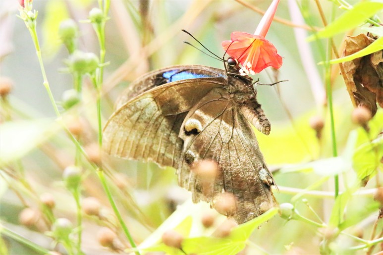 Butterfly,Ulysseys 3