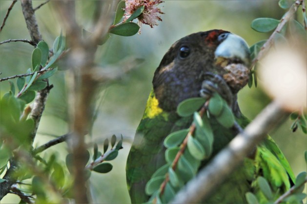 Parrot, Ring-necked 2 ssp semitorquatus twenty-eight parrot